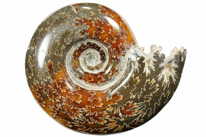 Polished, Agatized Ammonite (Cleoniceras) - Madagascar #110503